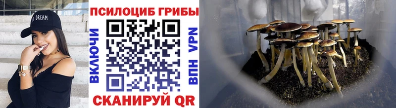 Псилоцибиновые грибы Psilocybe  Аркадак 